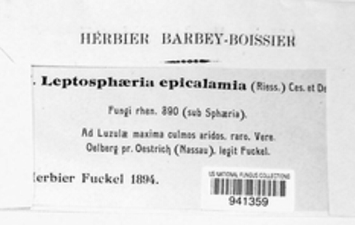 Phaeosphaeria epicalamia image